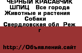 ЧЕРНЫЙ КРАСАВЧИК ШПИЦ - Все города Животные и растения » Собаки   . Свердловская обл.,Реж г.